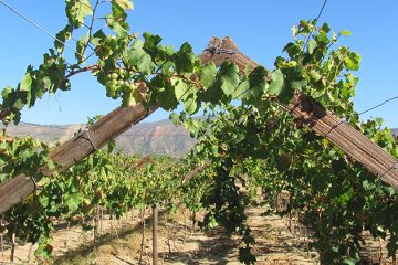 Zware klap voor wijnbouwers Swartland