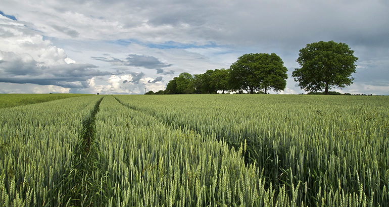 Glyfosaat niet kankerverwekkend Glysofaat