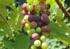 1811 riesling van ruim twee eeuwen oud onder de hamer