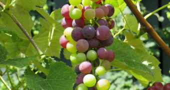 1811 riesling van ruim twee eeuwen oud onder de hamer