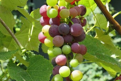 1811 riesling van ruim twee eeuwen oud onder de hamer