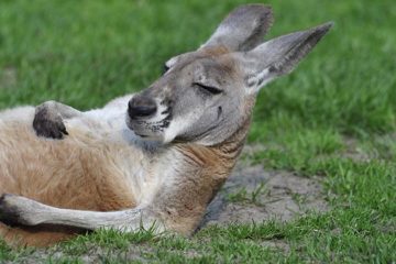 Hongerige kangoeroes beroven wijnboer van oogst