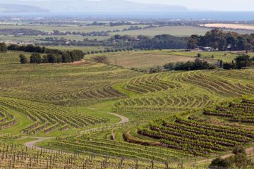 Australië exporteert meer wijn