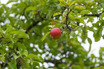 Appeltje voor de dorst