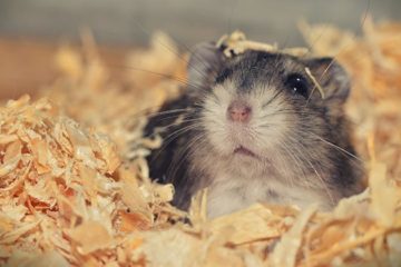 Slijter profiteert niet van hamstergedrag