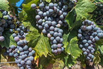 Rioja voert actie voor eerlijke druivenprijs