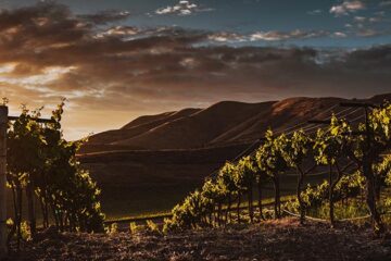 Compensatie voor Californische wijnboer