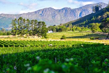 2022 prima wijnjaar voor Zuid-Afrika