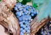 Ambitieuze plannen Spaanse wijnindustrie