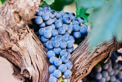 Ambitieuze plannen Spaanse wijnindustrie