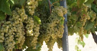 Cognac begint al met de oogst