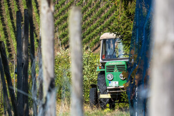 “Wijnbouw EU is wél essentieel”