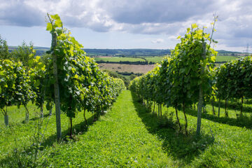 Britse wijnindustrie groeiende