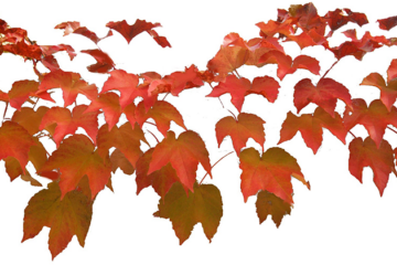 Wijnfestival van de Lage Landen