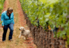 Eerste vrouwelijke Mondavi aan het roer in Napa Valley
