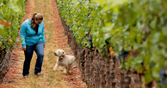 Eerste vrouwelijke Mondavi aan het roer in Napa Valley