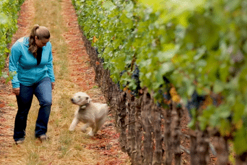 Eerste vrouwelijke Mondavi aan het roer in Napa Valley