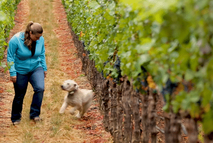 Eerste vrouwelijke Mondavi aan het roer in Napa Valley