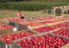 Cider terug van weggeweest?