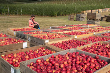 Cider terug van weggeweest?