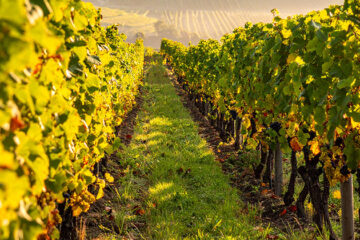 Kleine oogst, grootse kwaliteit in Champagne