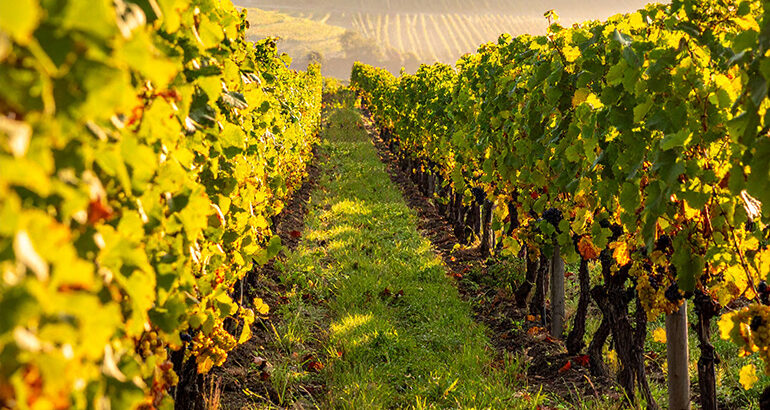 Kleine oogst, grootse kwaliteit in Champagne