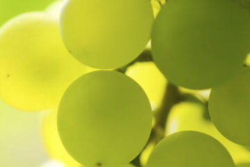Oostenrijkse chardonnay verovert de wereld
