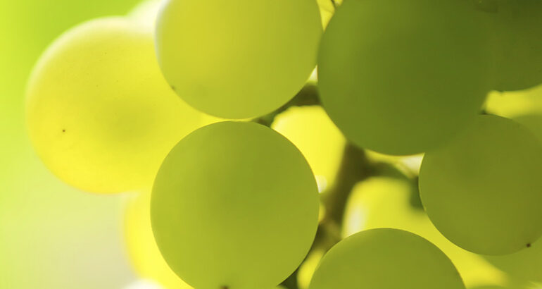 Oostenrijkse chardonnay verovert de wereld