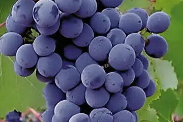 China zoekt wijnidentiteit