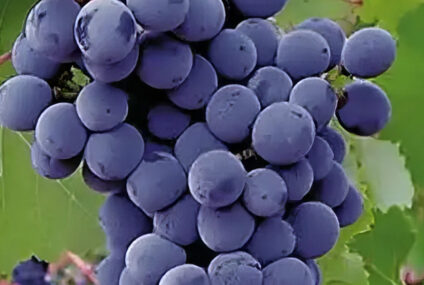 China zoekt wijnidentiteit