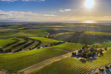 Australische wijnsector groeit, maar worstelt met overschot
