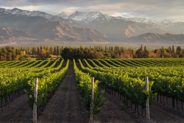 Bodega Norton onder curatele na zware financiële druk