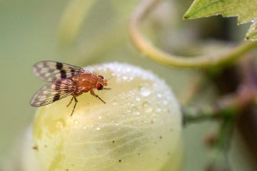 Kleine vlieg, grote gevolgen voor Engelse wijn