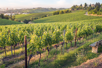 Leuk weetje, wijngaard te koop