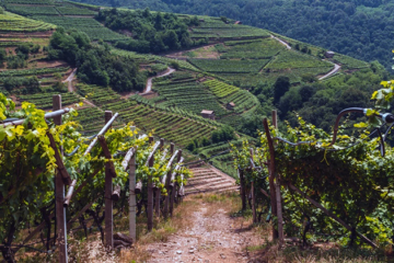 Strengere regels voor pinot grigio delle venezie