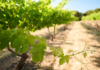Treasury Wine Estates zet koers naar herstel