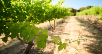 Treasury Wine Estates zet koers naar herstel