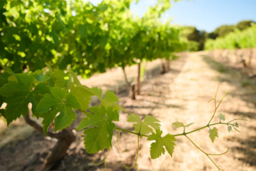 Treasury Wine Estates zet koers naar herstel