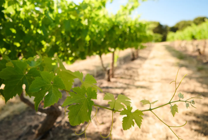 Treasury Wine Estates zet koers naar herstel